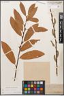 Foto von Salix caprea L. x Salix purpurea L.